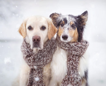 psy v snehu