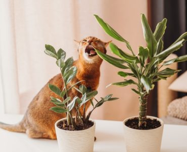 jedovate rastliny pre mačky
