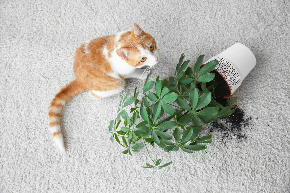 toxické rastliny pre mačky 