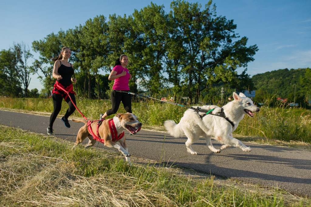 Prvýkrát na Slovensku! Prekážkový beh so psom APONI DOG RACE
